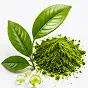 Green tea extract