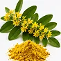 Berberine HCl